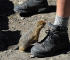 Camp ground squirrel