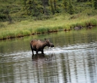 Moose cow in Wonder Lake