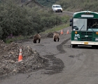 Bear escort