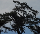 Eagle in tree