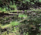 Lily pond, Lake Eva