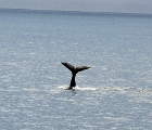Humpback tail