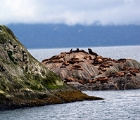 Birds, sea lions