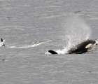Orca breaching