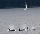 Orcas and sailboat
