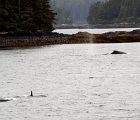 Orcas and humpbacks