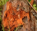 Rotted stump