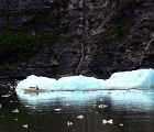 Floating icebergs