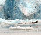 Seal at Sawyer Glacier