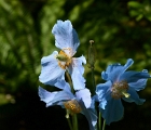 Blue poppy