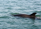D8C 2793k  Dolphin - Puerto Vallarta 2014