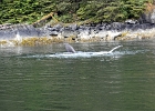 DSC 0696  Alaska 2012