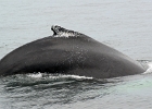 DSC 2381  Cape Cod 2012
