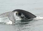 DSC 2382  Cape Cod 2012