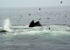 DSC 2414  Cape Cod 2012
