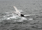 DSC 8616  Cape Cod 2011