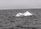 DSC 8646  Cape Cod 2011
