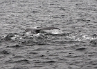 DSC 8695  Cape Cod 2011