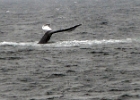 DSC 8715  Cape Cod 2011