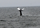 DSC 8716  Cape Cod 2011
