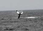 DSC 8721  Cape Cod 2011