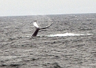 DSC 8722  Cape Cod 2011