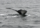 DSC 8756  Cape Cod 2011