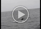 HDFluke  Humpback whale
