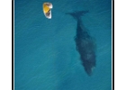 KitesurferWhale  Kite surfer and blue whale