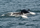 Whales (134)  Cape Cod 2013