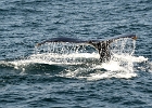 Whales (136)  Cape Cod 2013