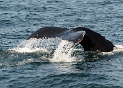 Whales (137)  Cape Cod 2013