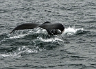 WhalesCC (1)  Cape Cod 2011