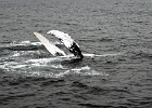 WhalesCC (3)  Cape Cod 2011