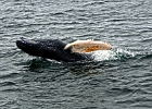 WhalesCC (4)  Cape Cod 2011