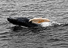 WhalesCC (4)cs  Cape Cod 2011