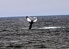 WhalesCC (6)  Cape Cod 2011