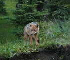 Fox, Torres del Paine