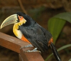 Toucan, Iguazu