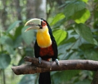 Another toucan