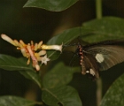 Butterfly, Iguazu
