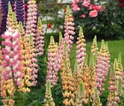 Lupins in Puerto Natale, Chile