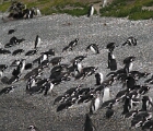 Penguins, Tierra del Fuego