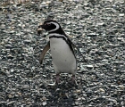 Magellanic penguin