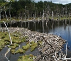 Beaver dam, Tierra del Fuego