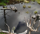 Beaver pond