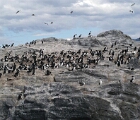 Cormorants, Beagle Channel