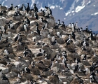 Cormorants, Beagle Channel