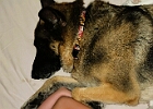 Avenbed