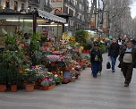 Flower market - Las Ramblas